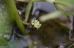 Floating marsh pennywort